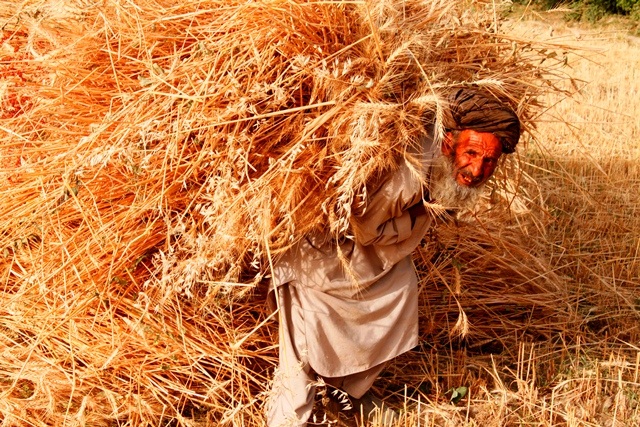 This file photo shows an Afghan farmer harvesting wheat. The World Bank report ‘Afghanistan Economic Update’ said an exceptional harvest, mainly of wheat, and large-scale mining activities in 2012 helped Afghanistan achieve about 12 per cent Gross Domestic Product (GDP) growth, an increase from just above seven per cent in 2011. Photo: UNAMA