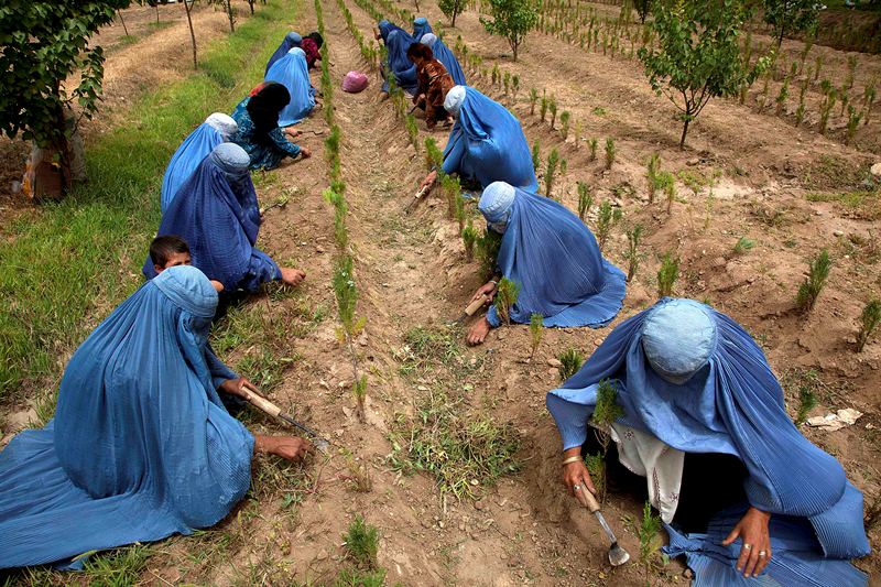 Afghan women working in a farm in north-eastern Badakshan province. Photo: UNAMA / Fardin Waezi