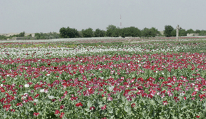An Afghan opium poppy field. Photo: UNAMA