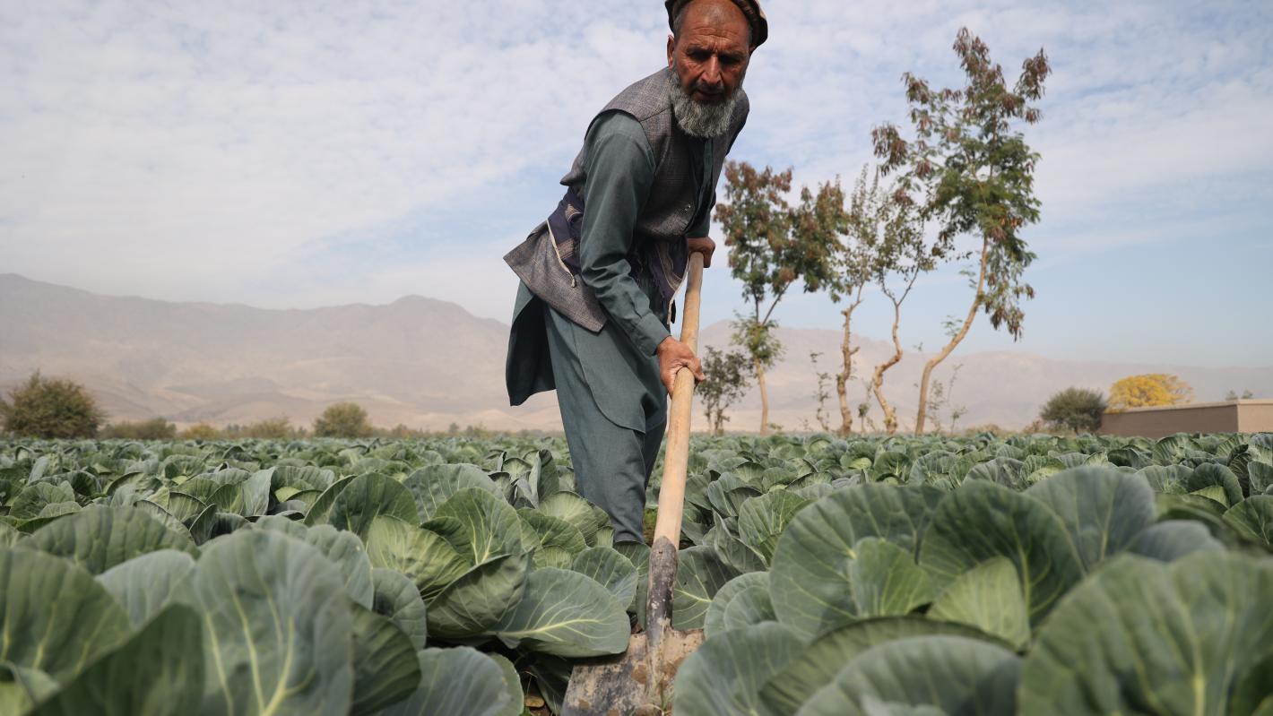 Farmer in Jalalabad moved from opium to cabbage cultivation