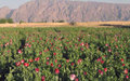 Opium cultivation in Afghanistan to decline despite high prices – UN