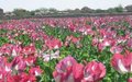 UN-backed survey shows increase in opium production in Afghanistan
