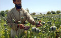 Poppy Eradication Verification Final Report launched by MCN and UNODC