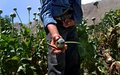 Afghan authorities expand award scheme for poppy-free provinces