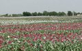 Export value of Afghan opium plummeting, says UN anti-drug agency