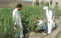 Agricultural projects boosting employment in Afghanistan 
